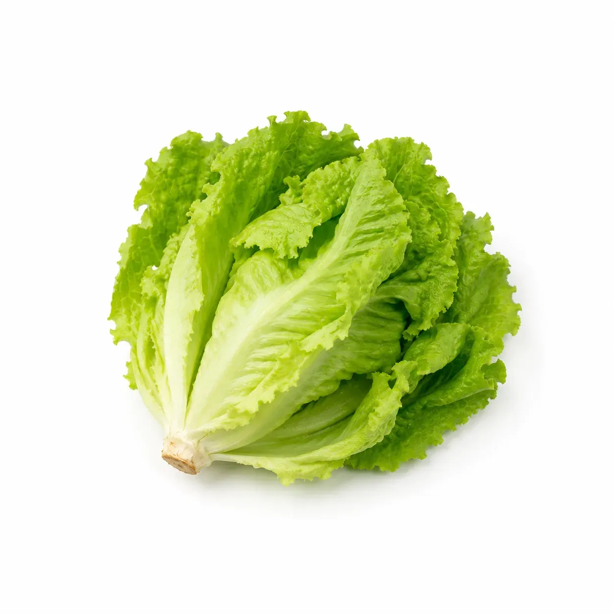 Fushan lettuce
