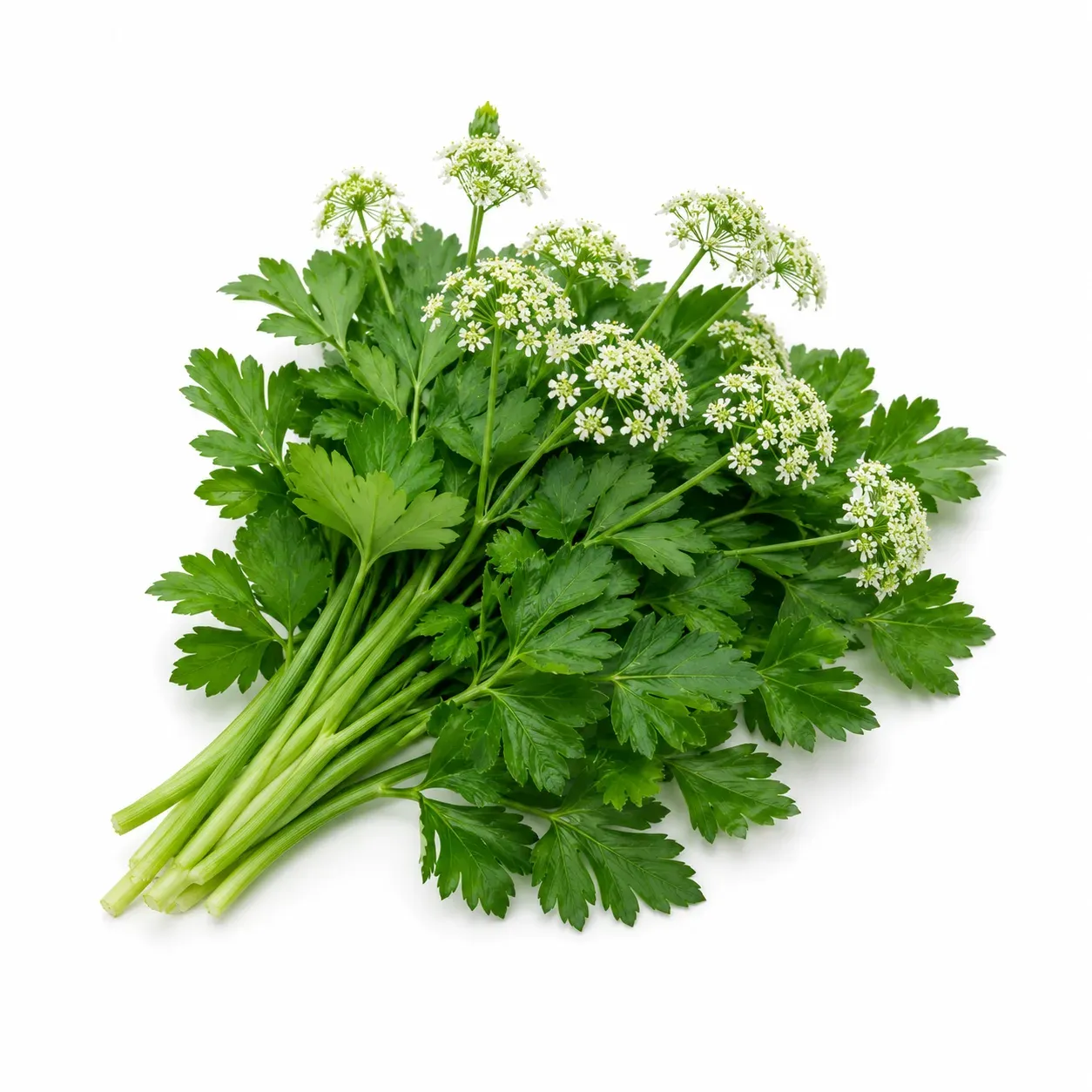 Goutweed (Aegodopium podograria)