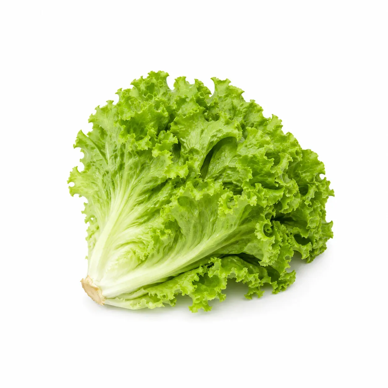 Lettuce