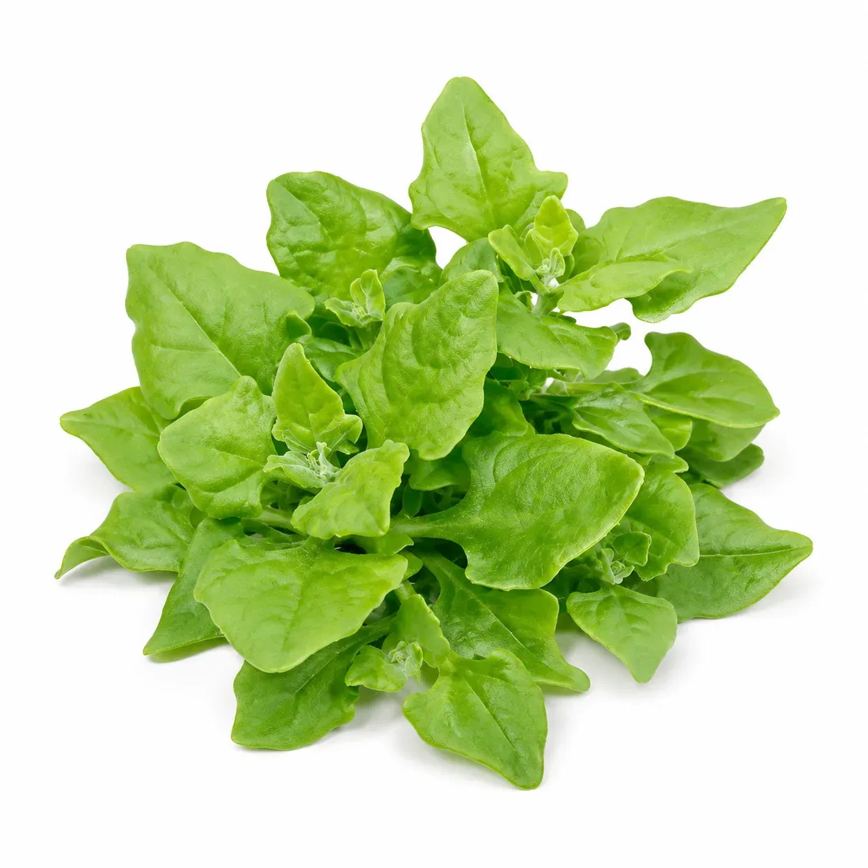 New Zealand spinach