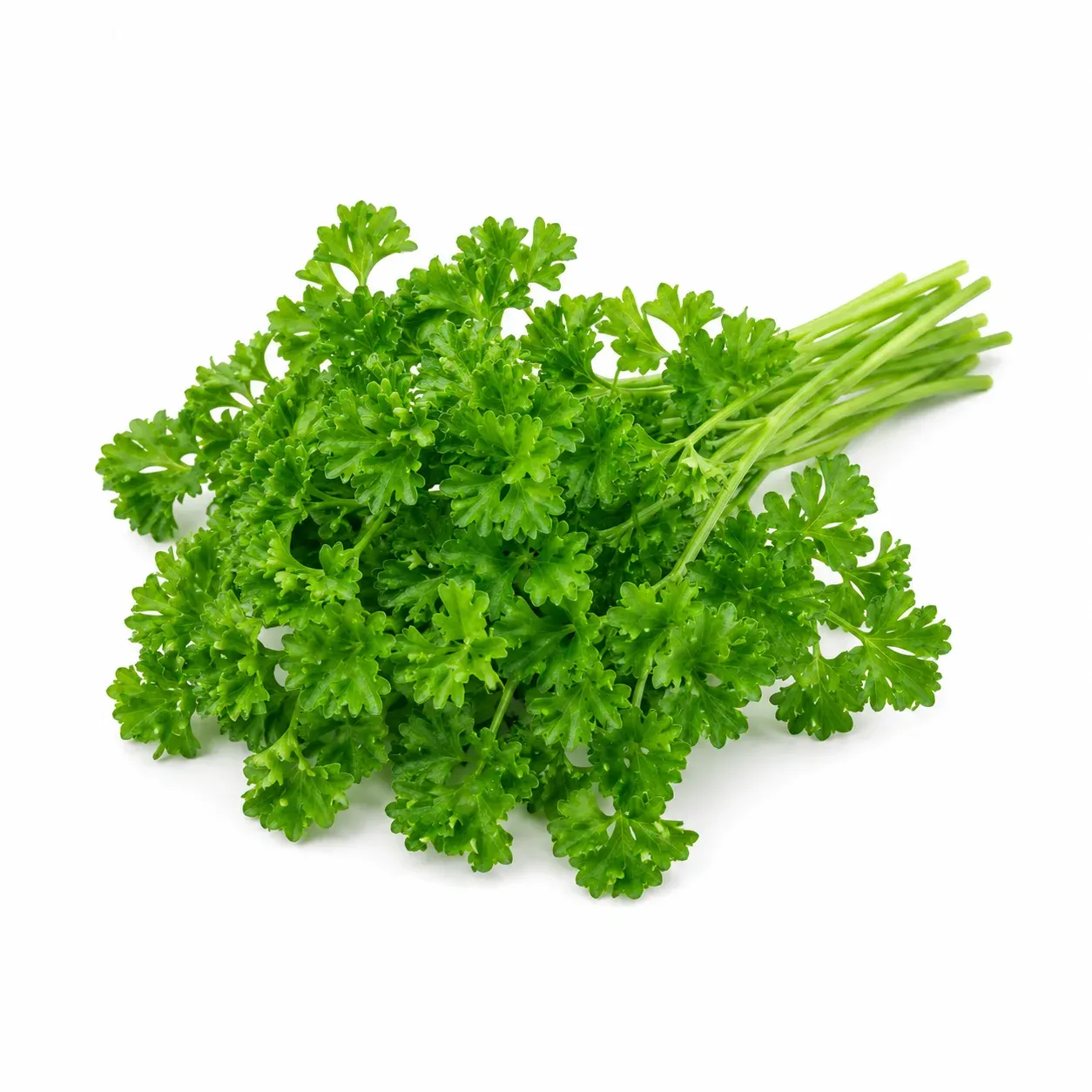 Parsley (Petroselinum crispum)