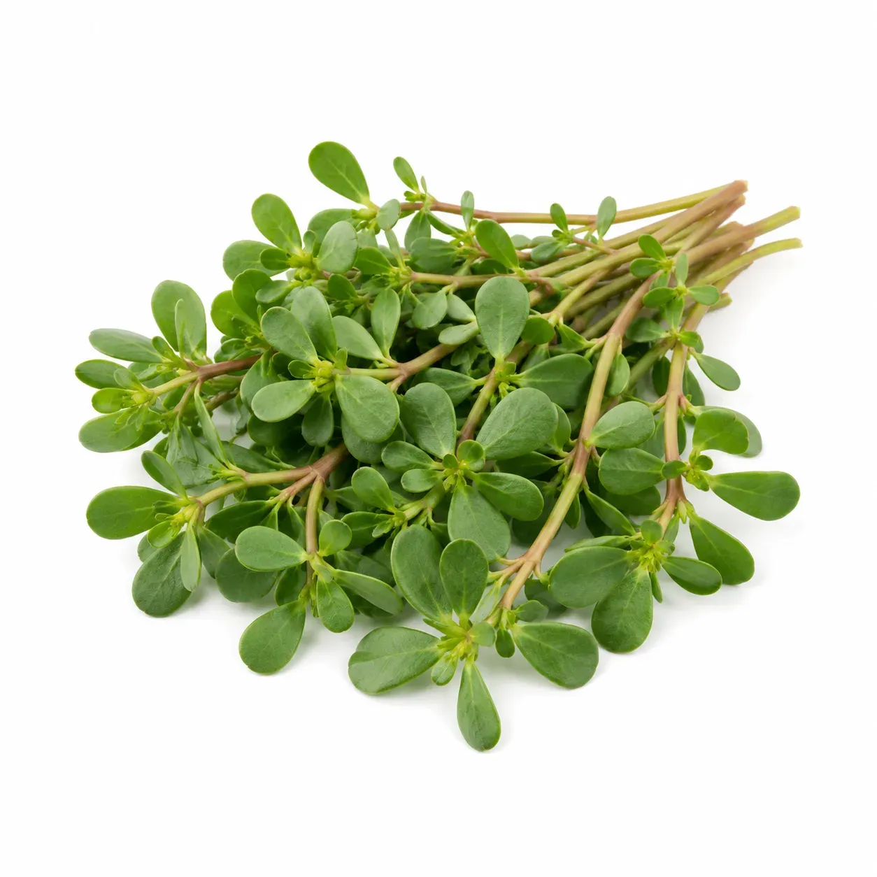 Purslane (Portulaca oleracea)