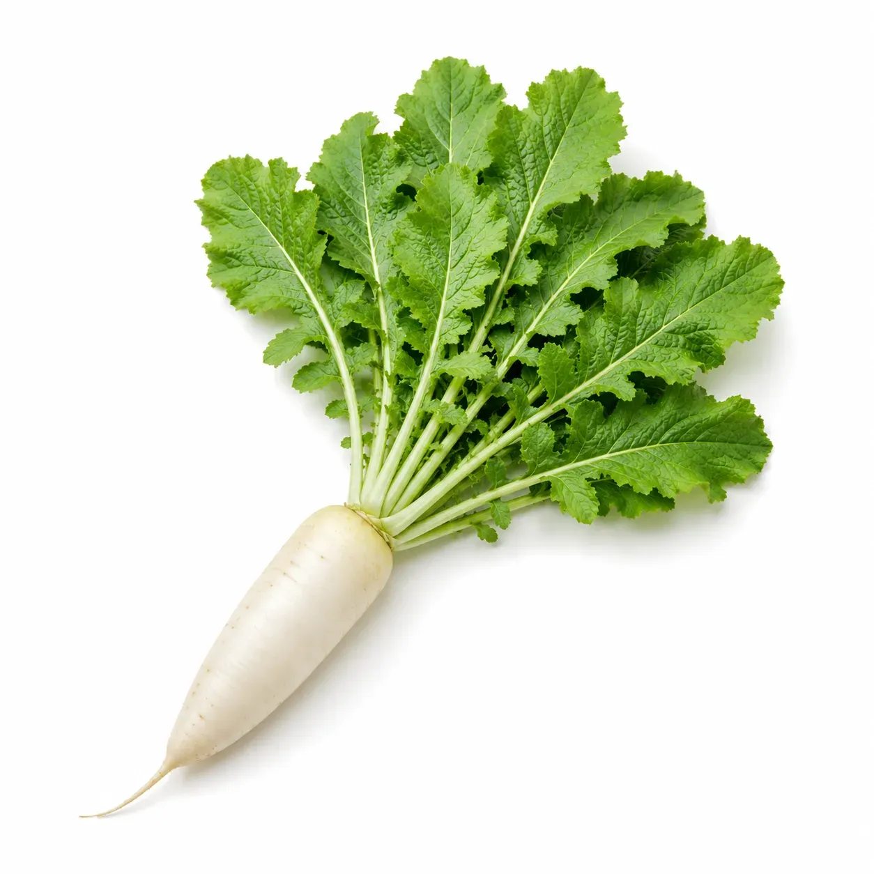 Radish tops (Raphanus sativus)
