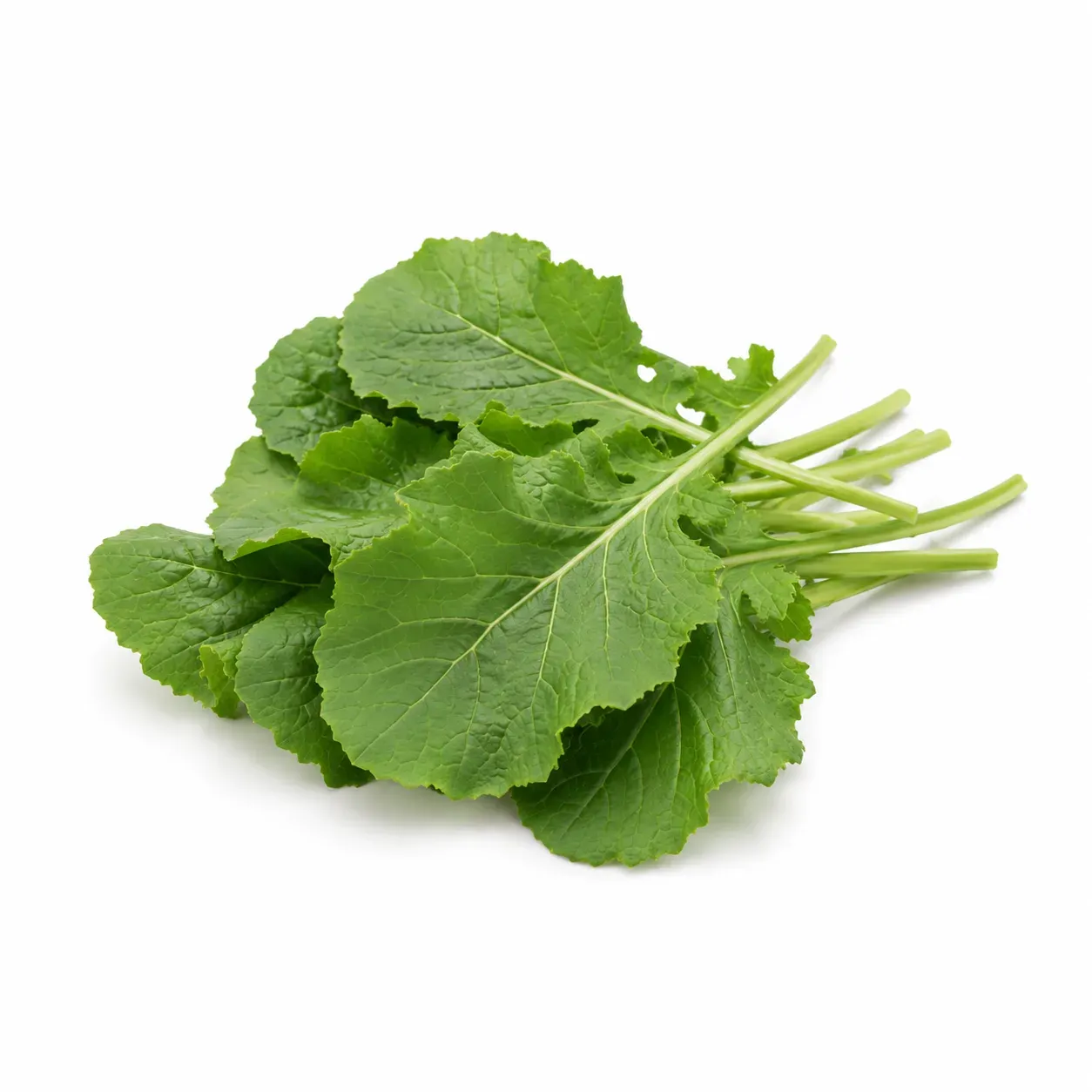 Rutabaga greens (Brassica napobrassica)