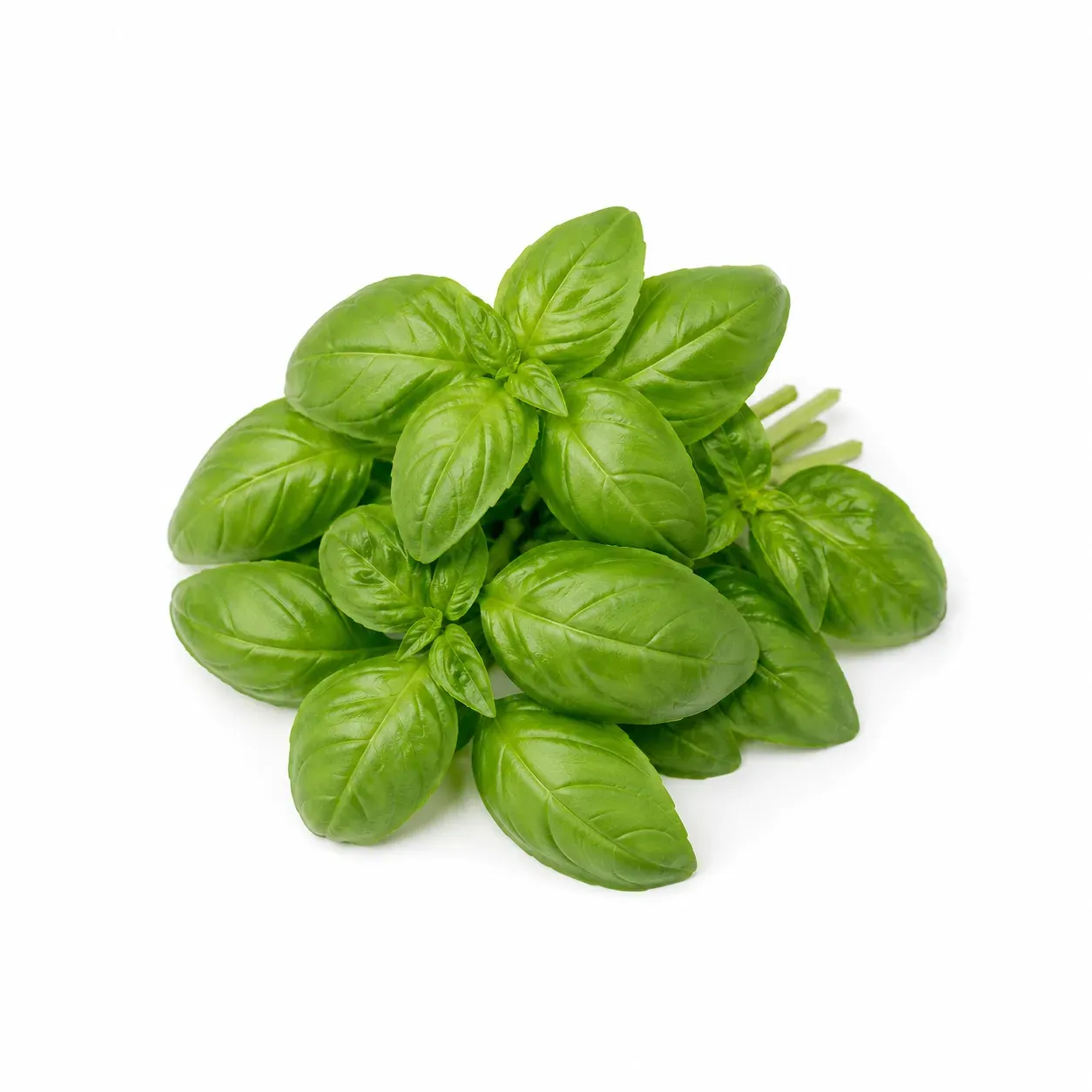 Basil (Ocimum basilicum)